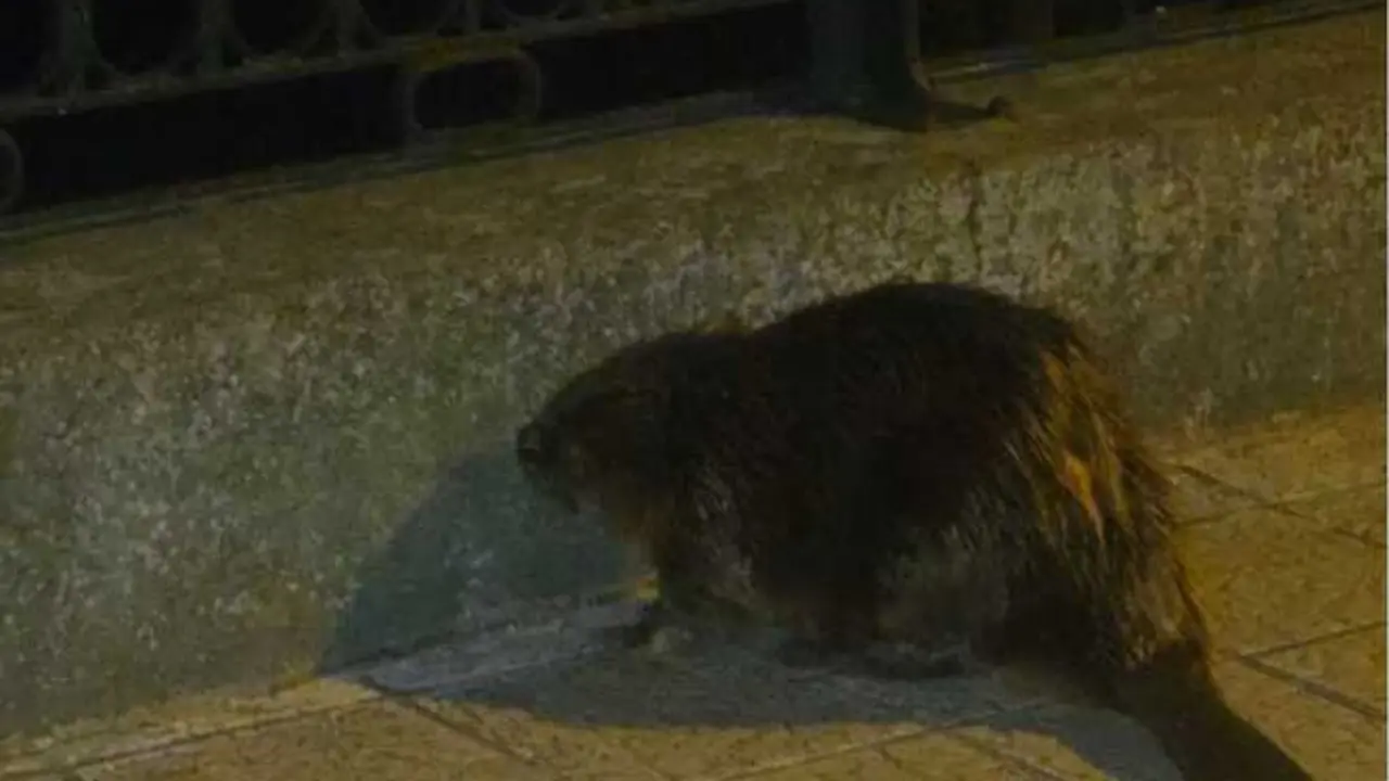 Castor aparece en Zamora