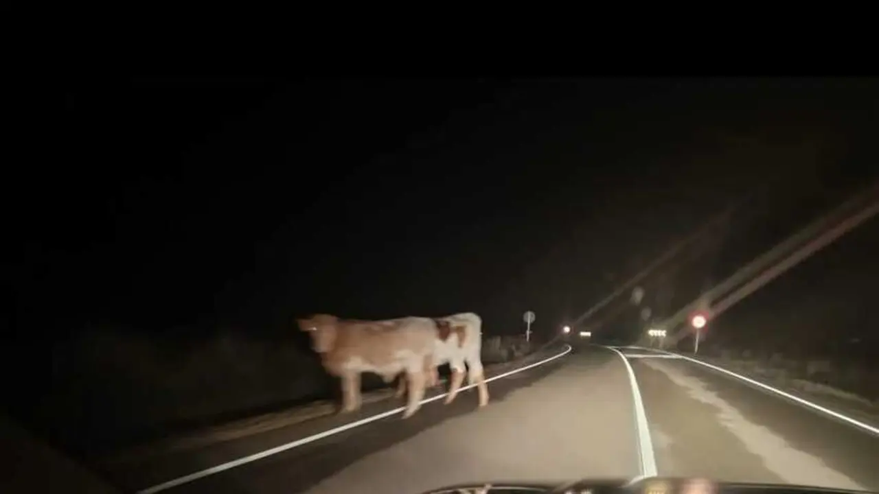 Vacas en la carretera sin control