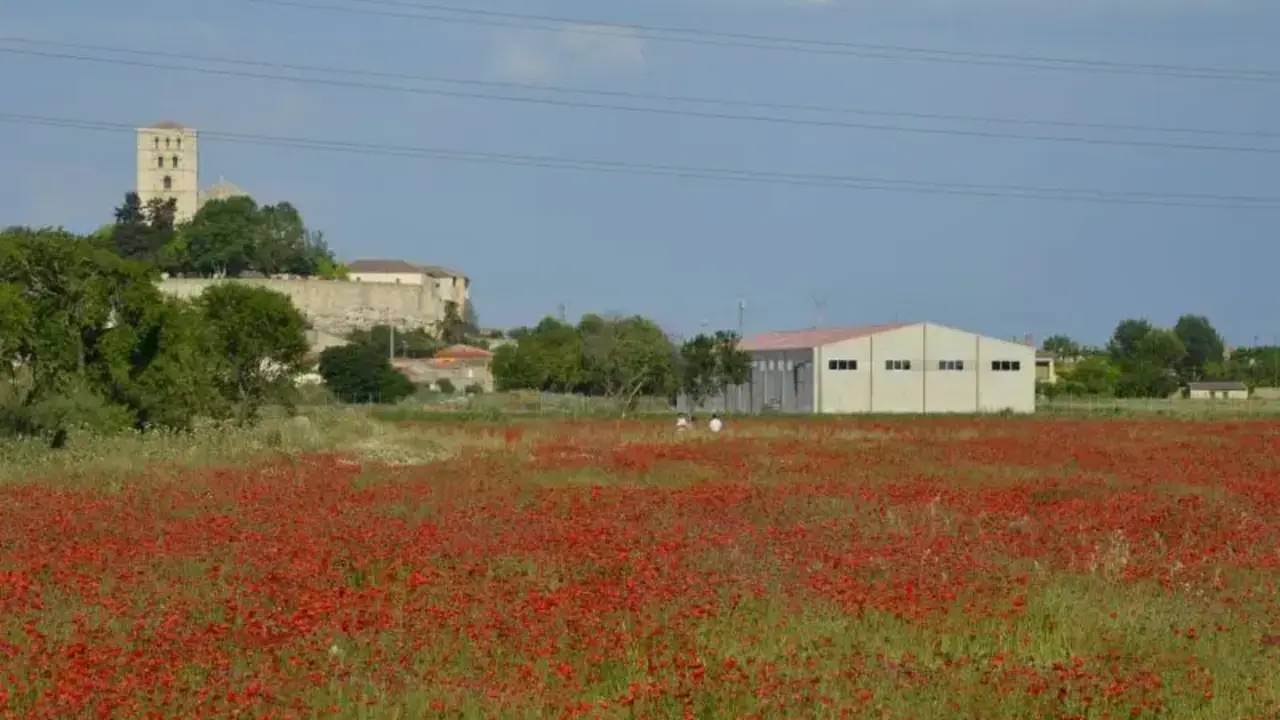 campo de amapolas Zamora