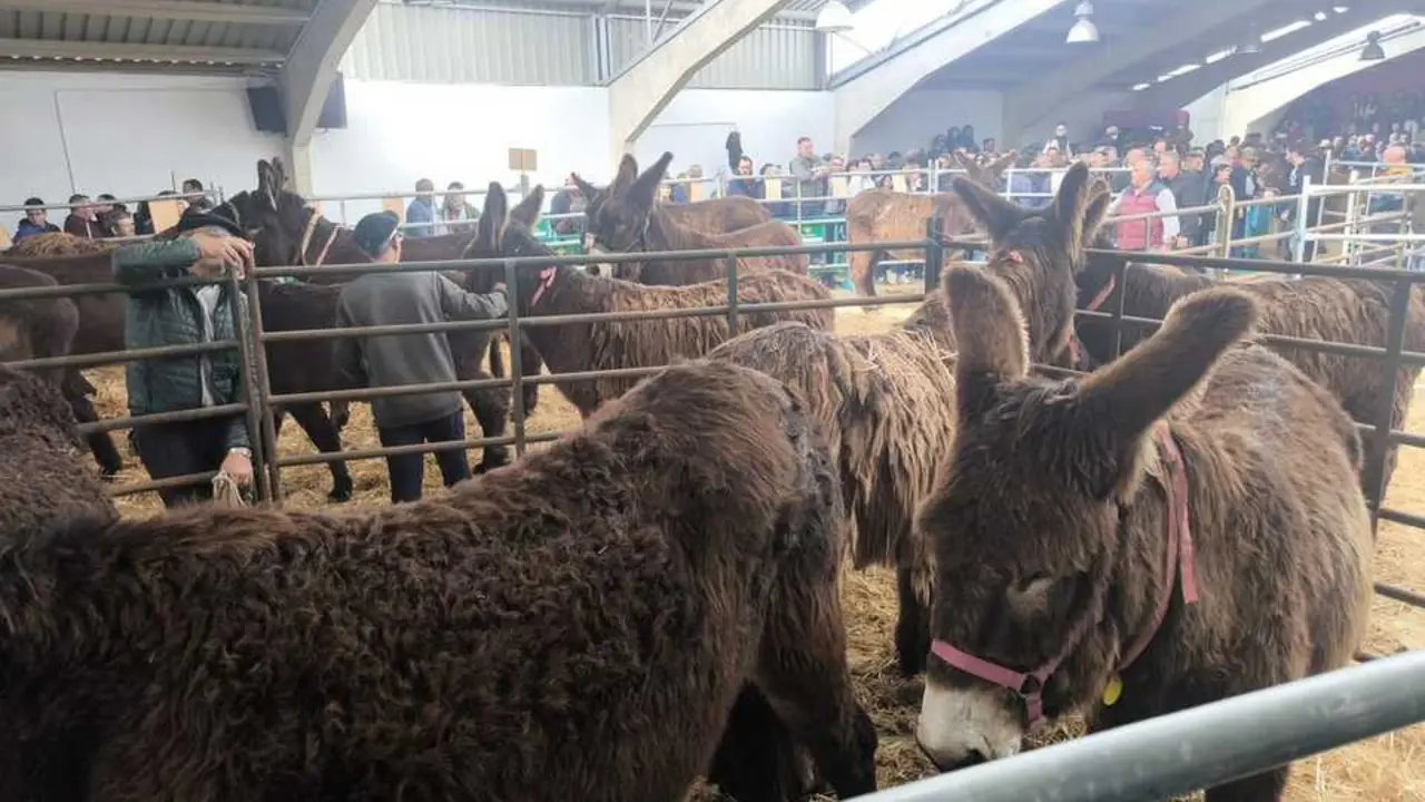 Buches san vitero 2026_4