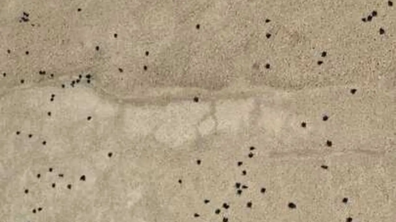 plaga masiva de moscas en Luelmo de Sayago