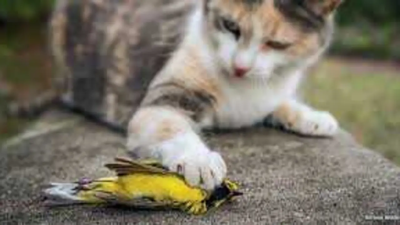 Un gato cazando un p&aacute;jaro