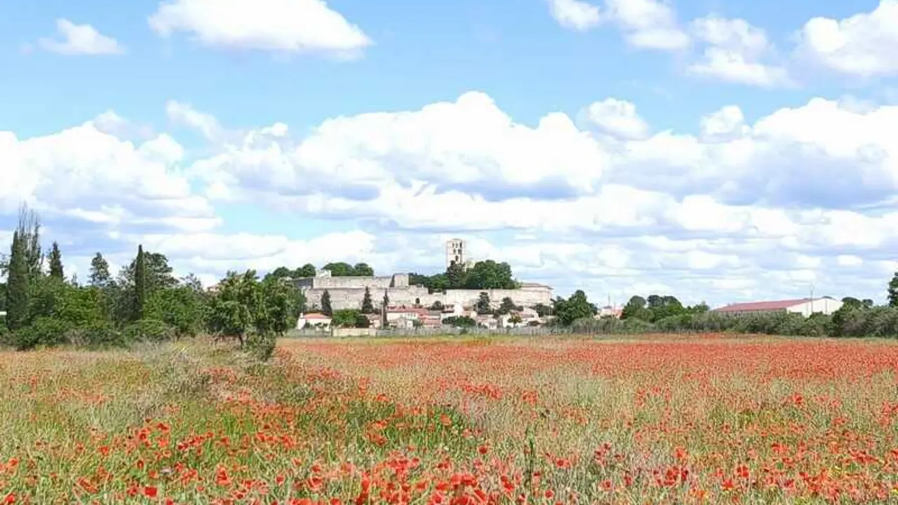 campos de ampolas en Zamora _4