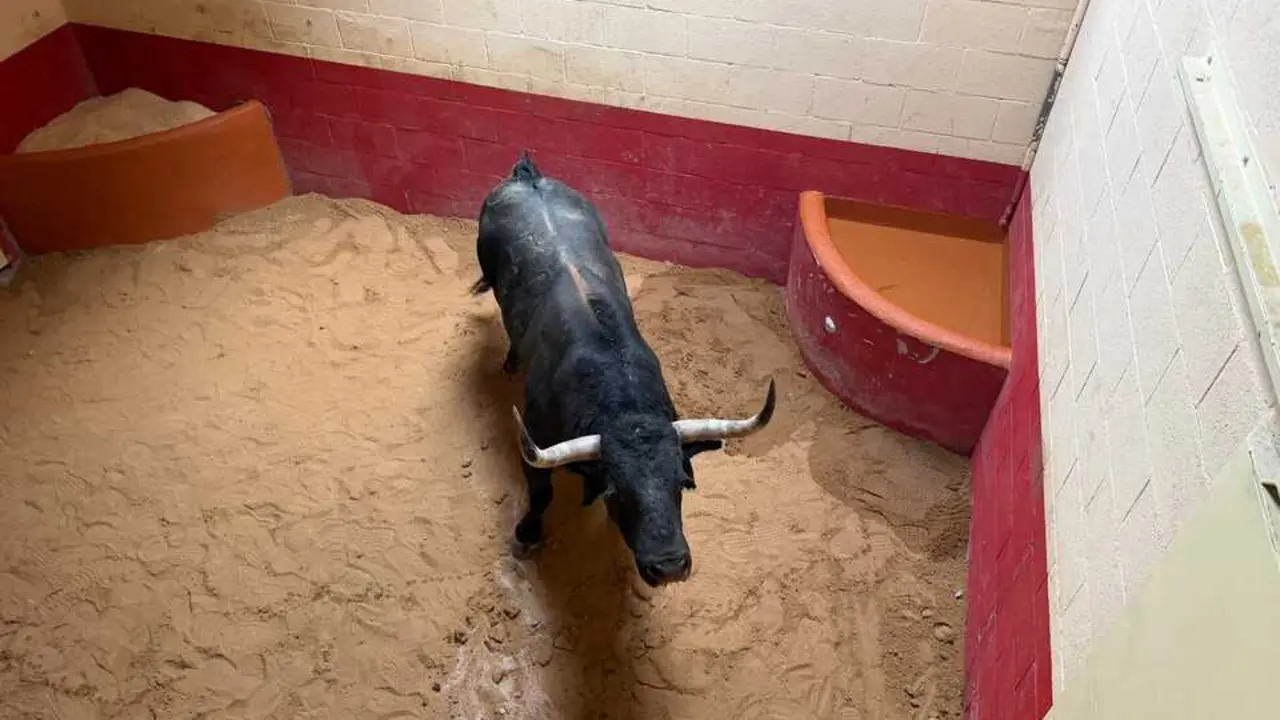 toro enmaromado Benavente (2)