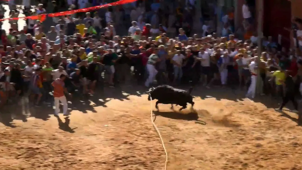 toro enmaromado