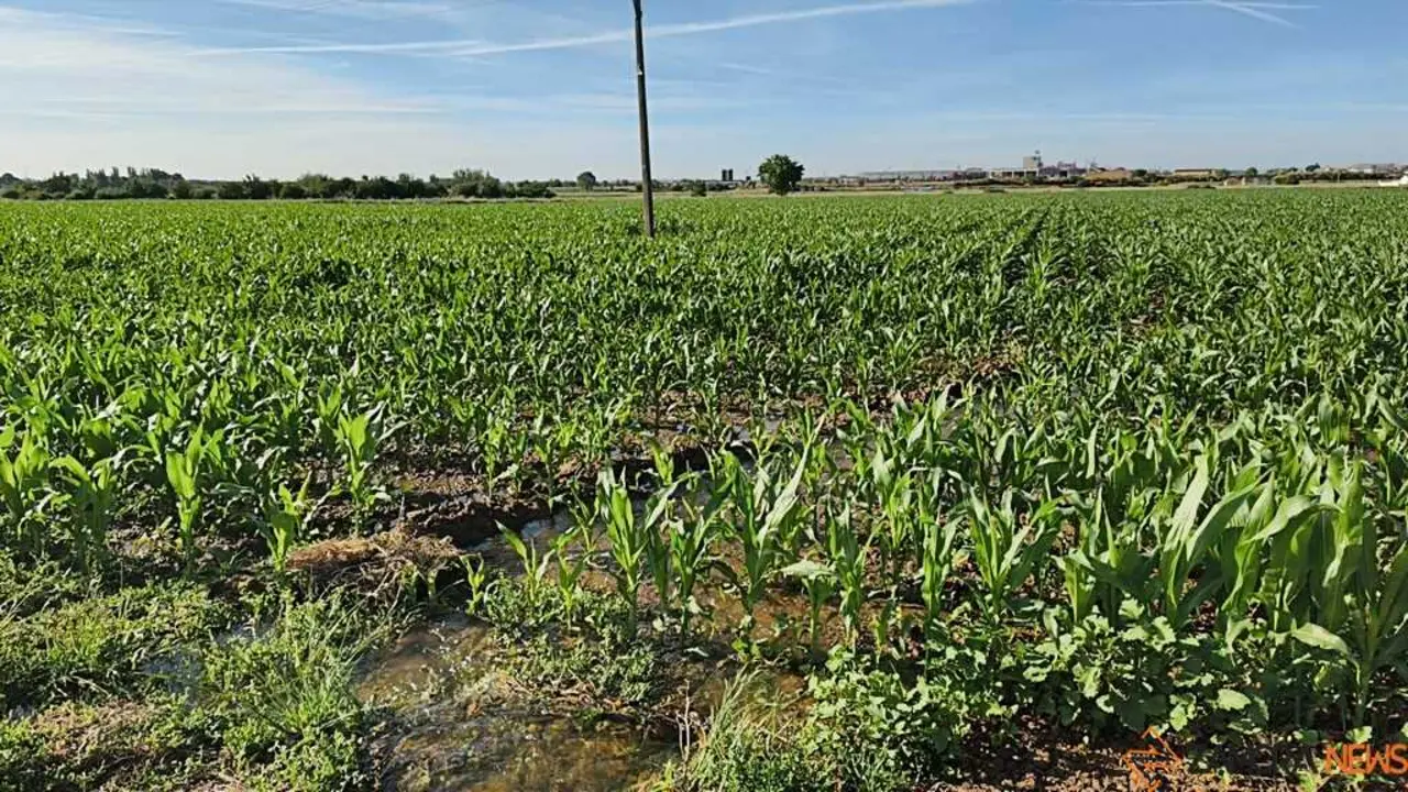 Acequia regando el campo en Zamora