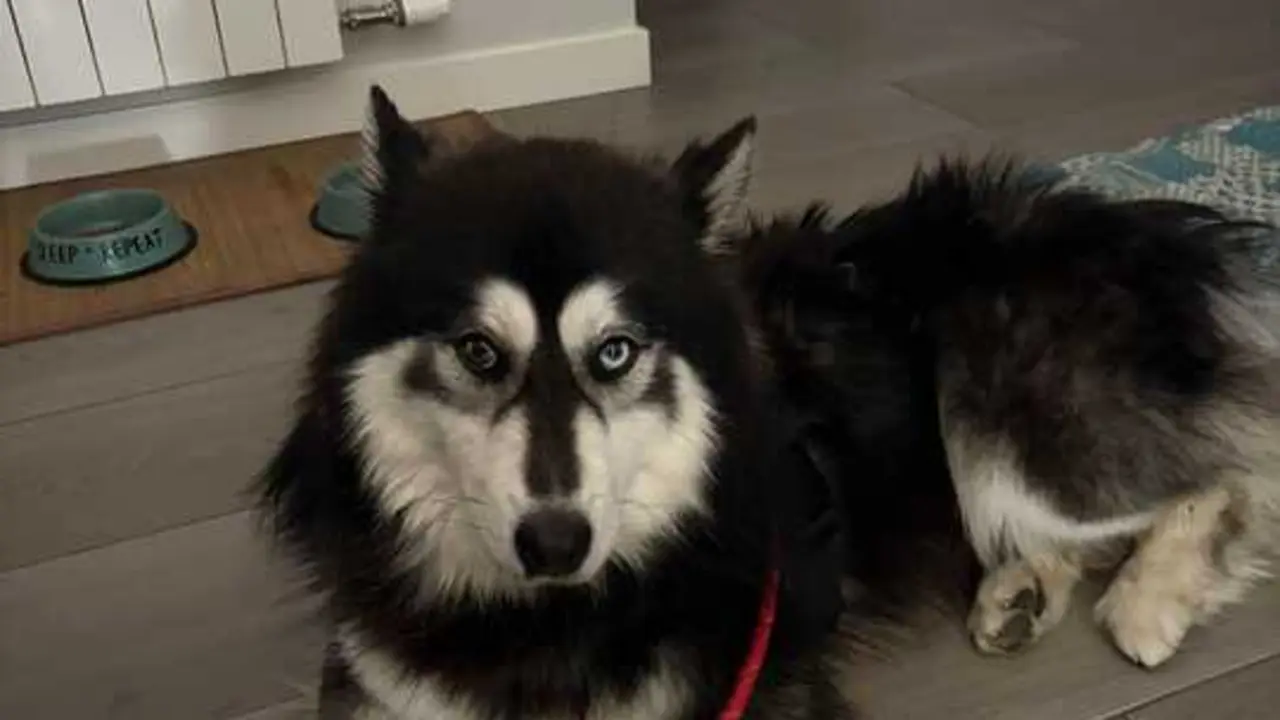 Fox, perro perdido en Zamora