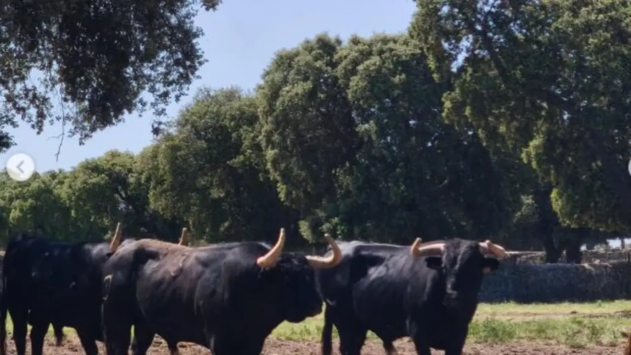 Ganader&iacute;a de Castillejo de Huebra. Foto Instagram