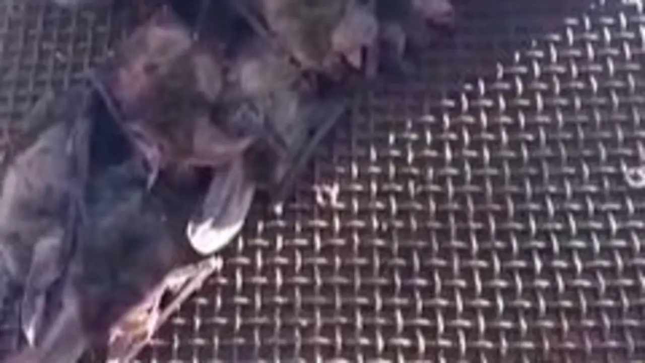 Murci&eacute;lagos fuera de su caja a plena luz del d&iacute;a