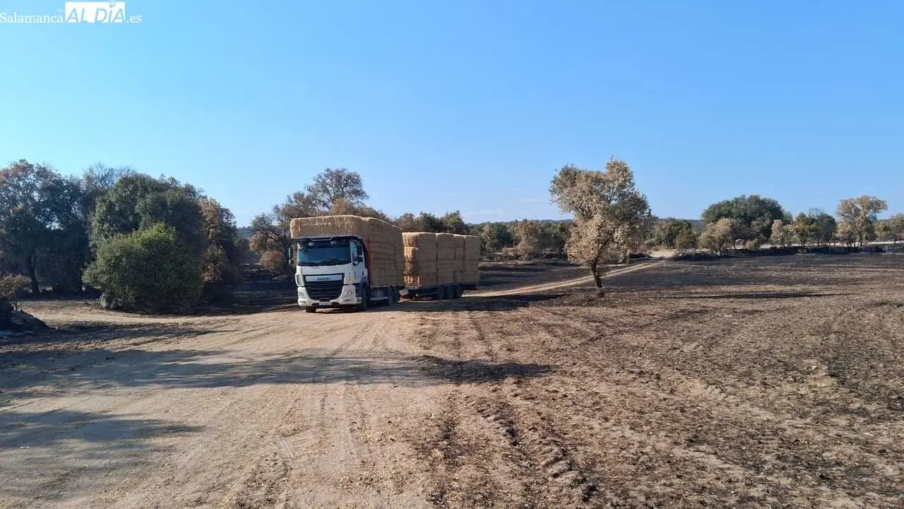 Camiones de paja. Foto SalamancaALdia