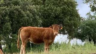 Vacas Explotación