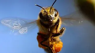 Una abeja