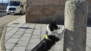 Arvi en Villar del Buey