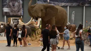 ifeza venadi zamora  (143)