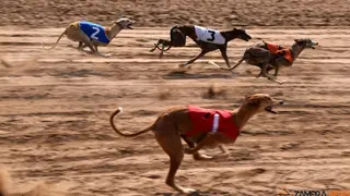 galgos