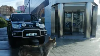 lobo checoslovaco