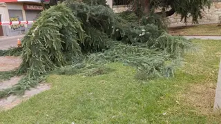 Rama caída en la calle Las Damas