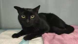 Gato colonia felina atendida tras un atropello en la zona de Cristo Rey