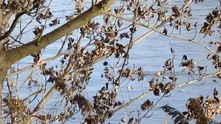 Una nutria nadando por el Duero a su paso por Zamora