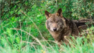 Lobo. Fotografía de achivo