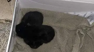 Gatos abandonados vía Animales Abandonados en Toro-Voluntariado (1)