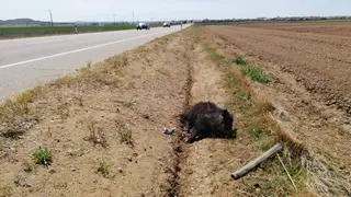 El jabalí permanece en la cuneta. Imagen de archivo