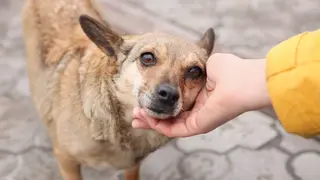 Perro