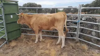Vaca en una explotación ganadera de Sayago. Fotografía: CEDIDA
