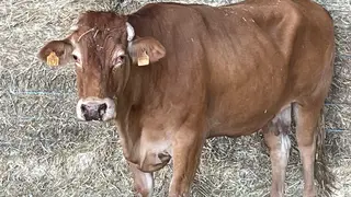 Vaca afectada por la EHE en una explotación ganadera de Sayago. Fotografía: CEDIDA