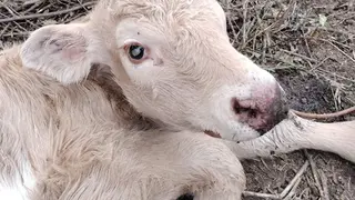 Ternero con ceguera afectado por la EHE en una explotación en Sayago. Fotografía: CEDIDA