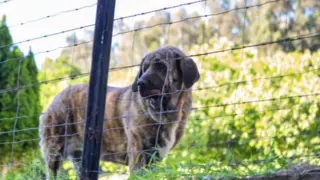 Fotografía de archivo de un mastín