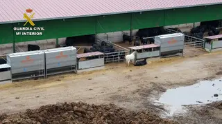 La Guardia Civil investiga unas ganaderías