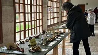 Exposición Micológica (12)