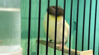  II Campeonato Ornitológico Regional de Castilla y León (2)