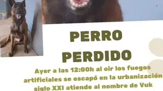 Piden colaboración ciudadana para encontrar a Vuk