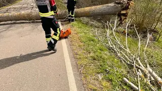 árbol caído en Santibáñez de Tera