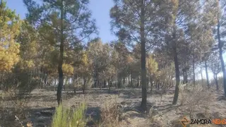 incendio Alcañices