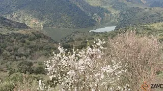 fermoselle almendros en flor _30