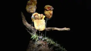 de tapas por zamora  (3)