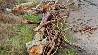 ca&iacute;da de &aacute;rboles en carreteras de la provincia (8)