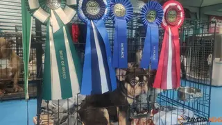 perros, ABKC San Ant&oacute;n Trophy_16