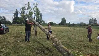 Vecinos de Granja preparan el &aacute;rbol que se levantar&aacute; con los mu&ntilde;ecos del Mayo