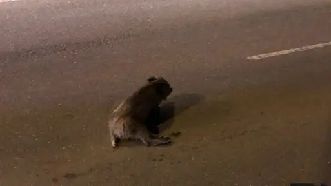 Imagen de archivo de un jabalí en la carretera