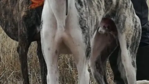 /images/galgos.jpg