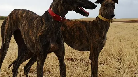 galgo. Imagen de archivo