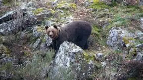 OSO