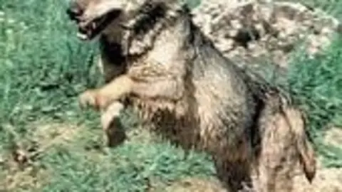 Un ejemplar de lobo