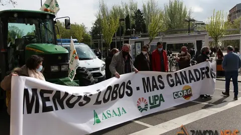lobo manifestación zamora (1)