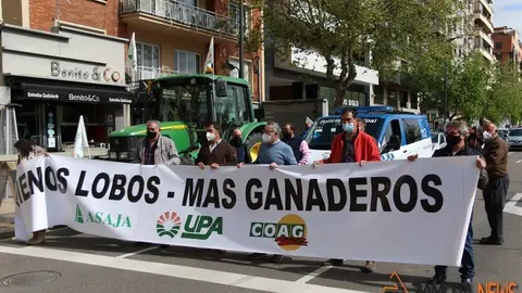 lobo manifestaci&oacute;n zamora (3)