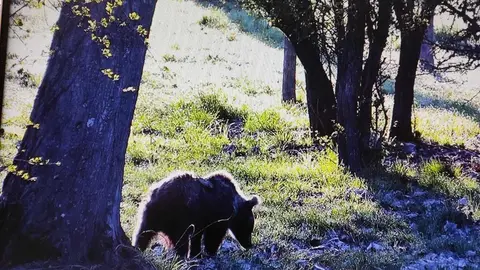 La osezna Éndriga, en su habitat